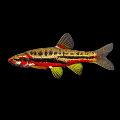 Mountain Redbelly Dace photo 2