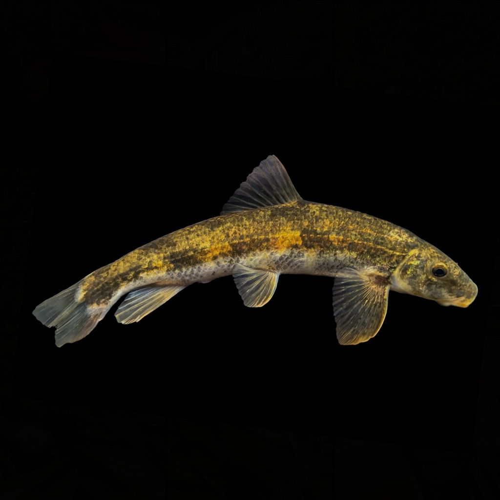 Torrent Sucker