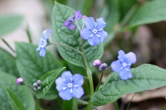 Omphalodes verna