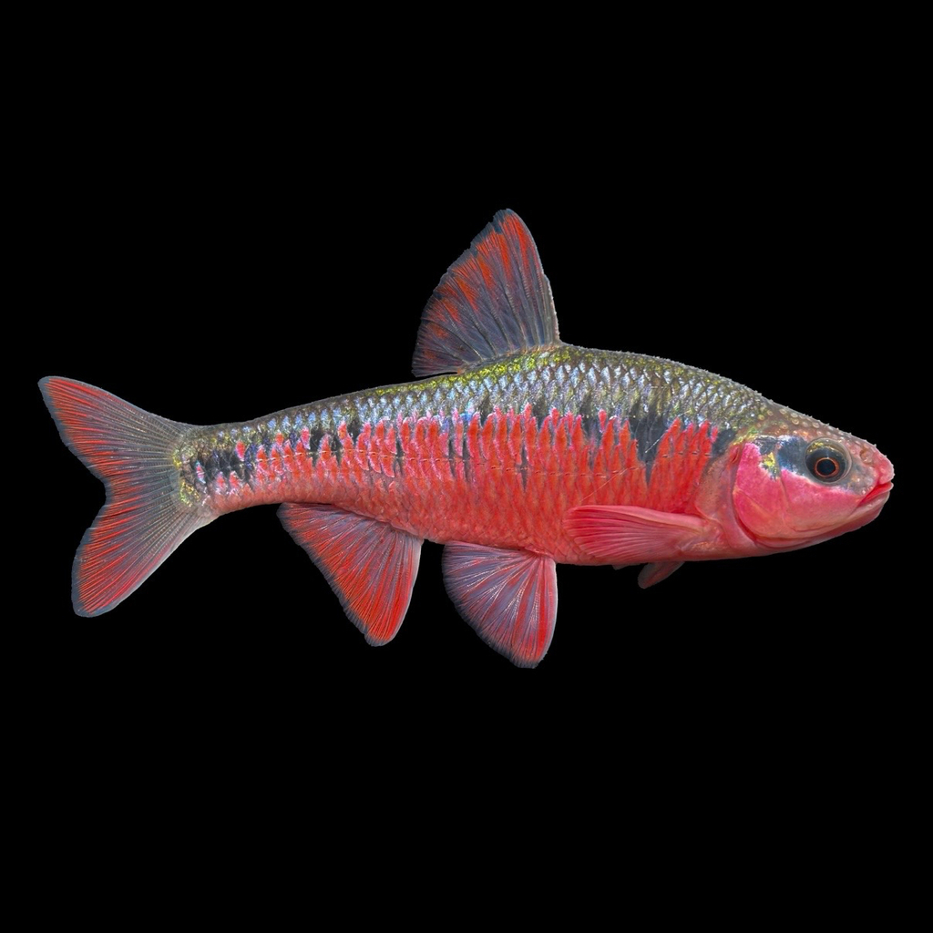 Crescent Shiner