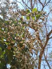 Vernonanthura cordata