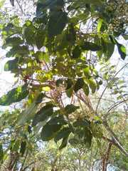 Vernonanthura cordata