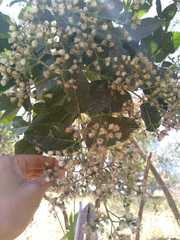 Vernonanthura cordata