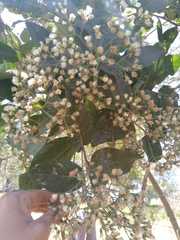 Vernonanthura cordata