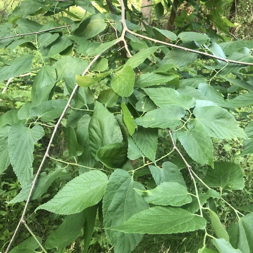 common hackberry