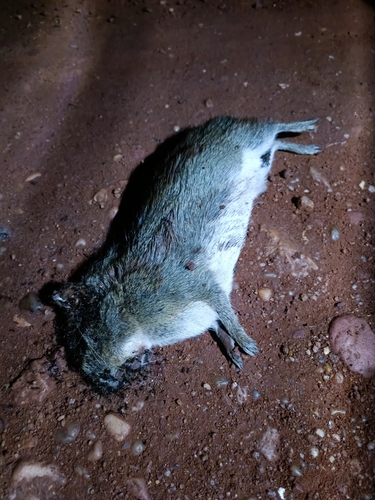 Spix's Yellow-toothed Cavy