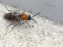 Pterygota