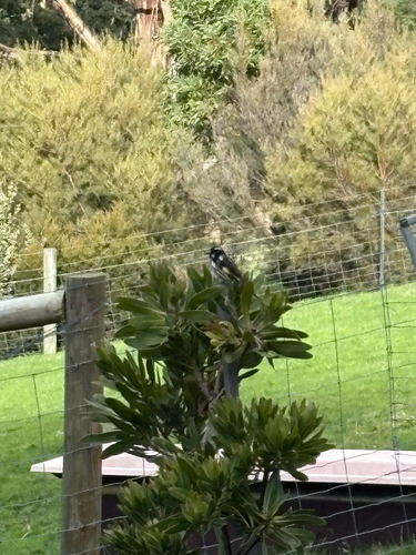 New Holland Honeyeater