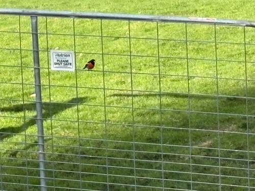 Scarlet Robin