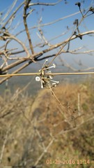 Spermadictyon suaveolens