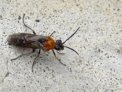 Pterygota