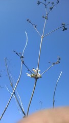 Spermadictyon suaveolens