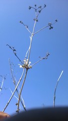 Spermadictyon suaveolens