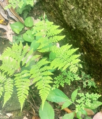 Dryopteris chinensis iNat (3)