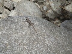 Sceloporus occidentalis