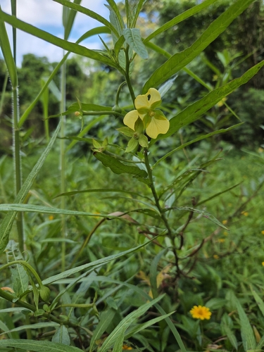 Ludwigia octovalvis observed 2026-06-13