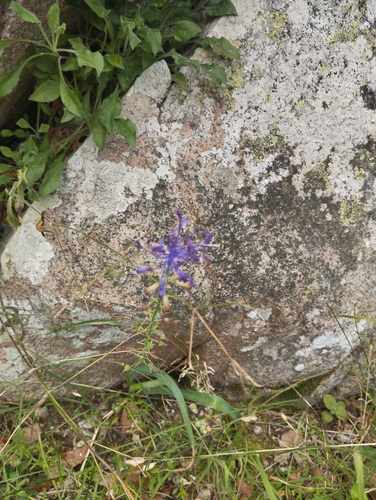 Tassel Hyacinth