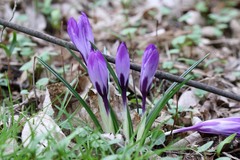 Crocus vernus