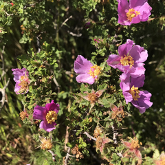 Rosa minutifolia