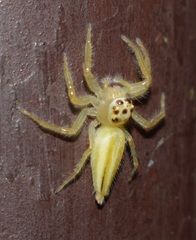 Telamonia dimidiata