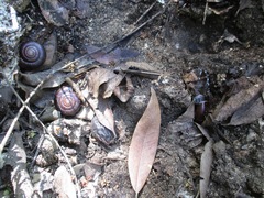 Glyptostoma gabrielense