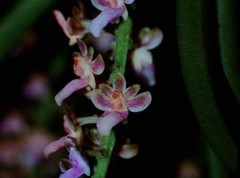 Diplocentrum recurvum