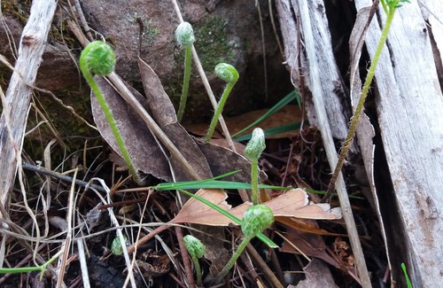 Rock Fern