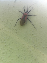 Rhynocoris segmentarius