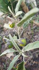 Solanum esuriale