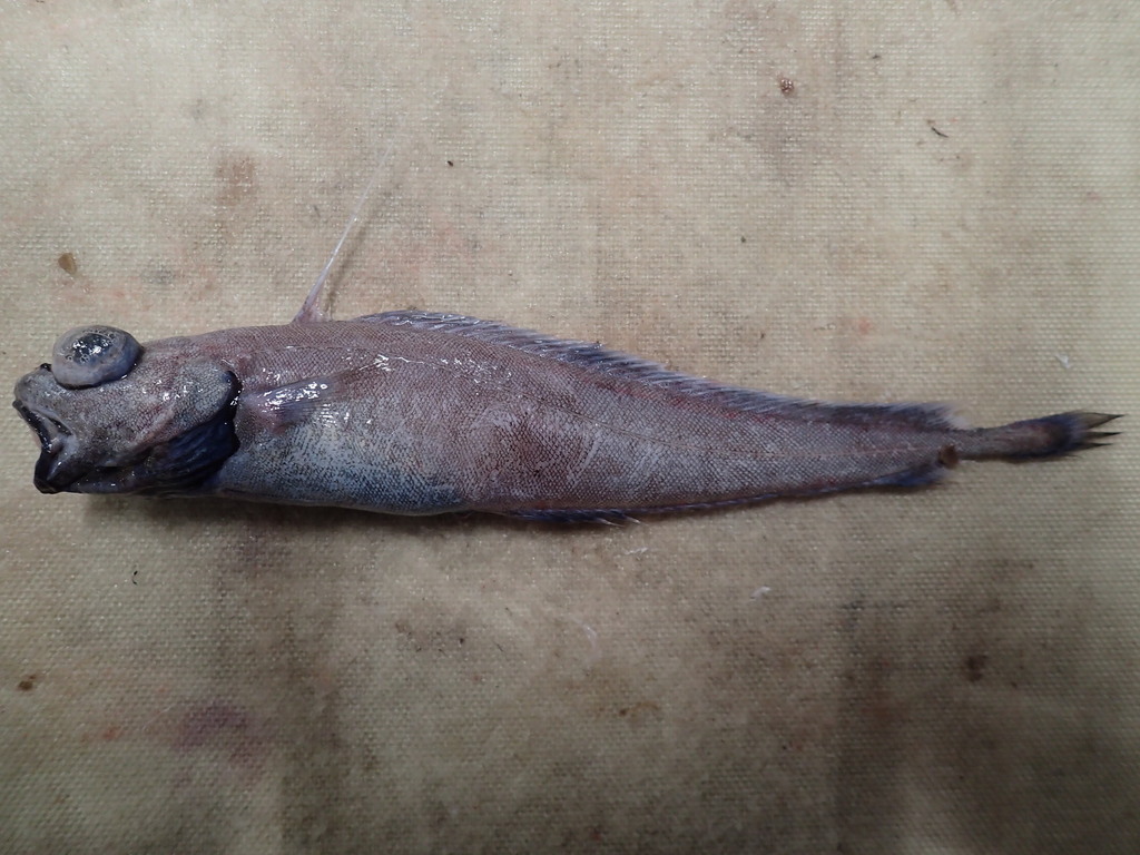 Patagonian Codling