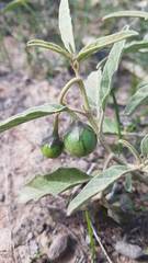 Solanum esuriale