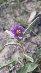 Solanum esuriale