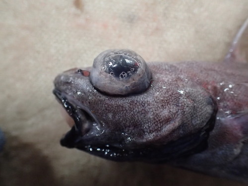Mediterranean codling (Lepidion lepidion) — Moridae — 2