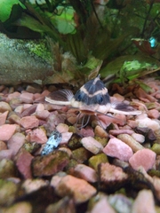 Platydoras armatulus