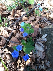 Omphalodes verna