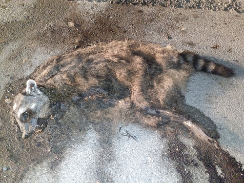 Crab-eating Raccoon
