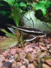 Platydoras armatulus