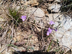 Viola bertolonii