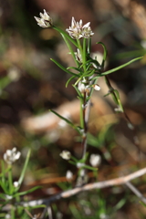 Laxmannia ramosa ramosa
