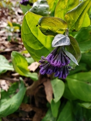 Mertensia virginica