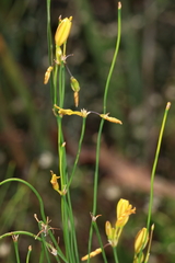 Tricoryne elatior
