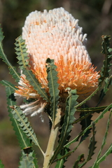 Banksia prionotes