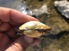 Buldowskia flavotincta