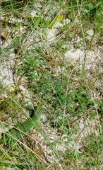 Timon lepidus ibericus