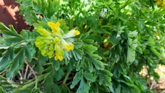 Corydalis nobilis