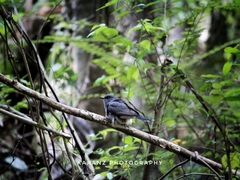 Cacomantis passerinus