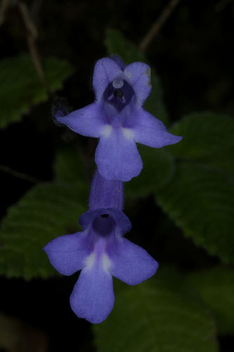 Streptocarpus hilsenbergii