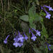 Streptocarpus hilsenbergii - Photo (c) Gary Yong Gee, algunos derechos reservados (CC BY-NC), subido por Gary Yong Gee