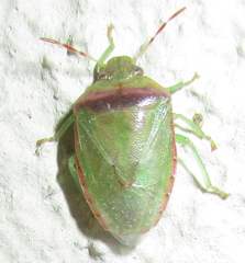 Piezodorus purus