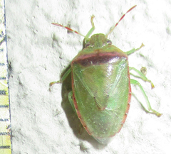 Piezodorus purus